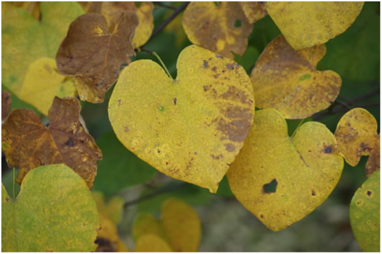 VALBEC Autumn Twilght Forum heart shaped leaves