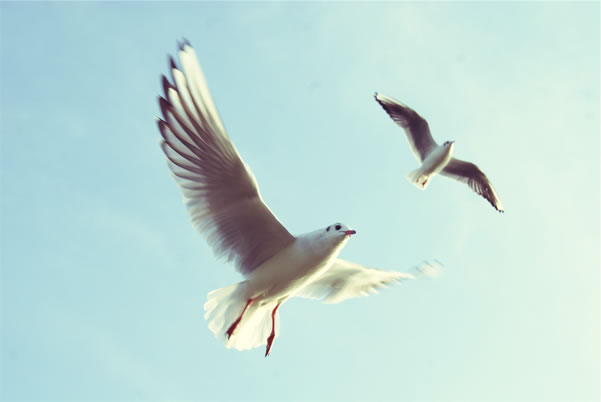 two gulls - significant others in your life and learning